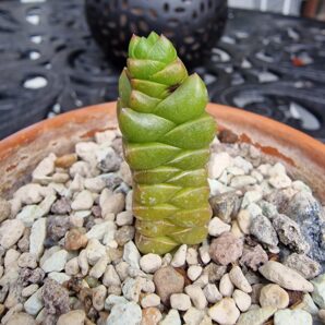 Crassula marchandii