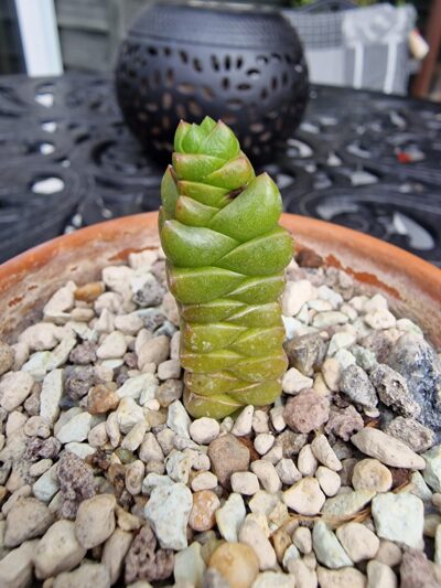 Crassula marchandii