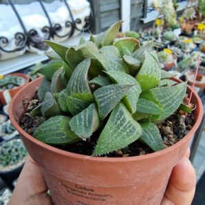 Haworthia magnifica