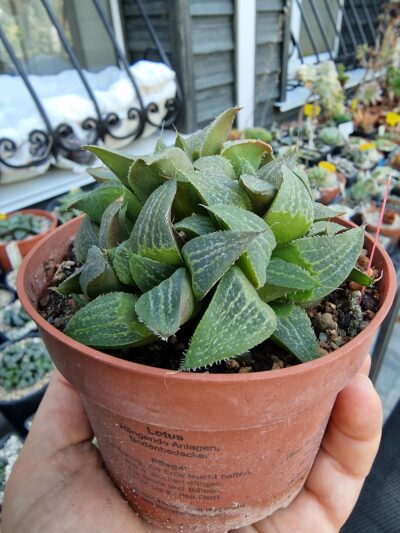 Haworthia magnifica