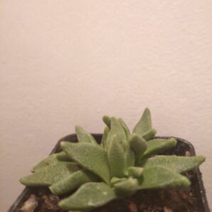 Aloinopsis acuta
