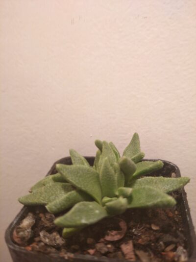 Aloinopsis acuta