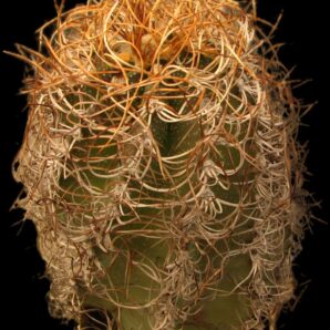 Astrophytum senile var. aureum -GK (11x11, h=18cm)- 1921F