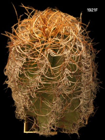 Astrophytum senile var. aureum -GK (11x11, h=18cm)- 1921F