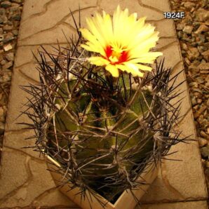Astrophytum hybrid `MirOr` (10x10, h=12)-1924F