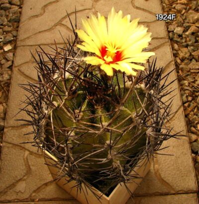 Astrophytum hybrid `MirOr` (10x10, h=12)-1924F