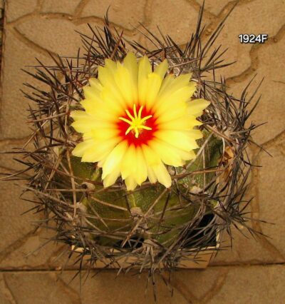Astrophytum hybrid `MirOr` (10x10, h=12)-1924F - Зображення 2