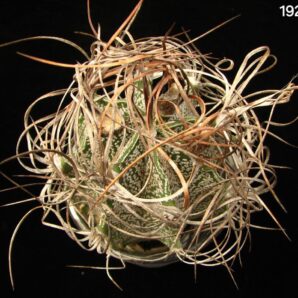 Astrophytum capricorne var. major (cl.1) (7x7, h=7) - 1925F