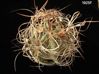 Astrophytum capricorne var. major (cl.1) (7x7, h=7) - 1925F
