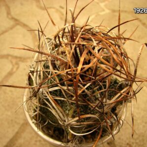 Astrophytum capricorne var. major (cl.2) (7x7, h=7) - 1926F