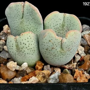Conophytum taylorianum ssp. ernianum (gigant stem) (4h) – Aurus, CR(5х5)-1927(456)