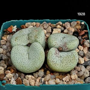 Conophytum hybrid jucundum ssp. ruschii `maximum` (4h) (5x5)-1928(24)