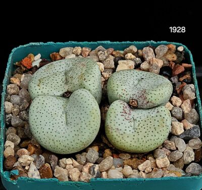 Conophytum hybrid jucundum ssp. ruschii `maximum` (4h) (5x5)-1928(24)