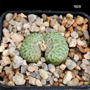 Conophytum angelicae (big form)- Namus Kloof(5x5)- 1929(231)