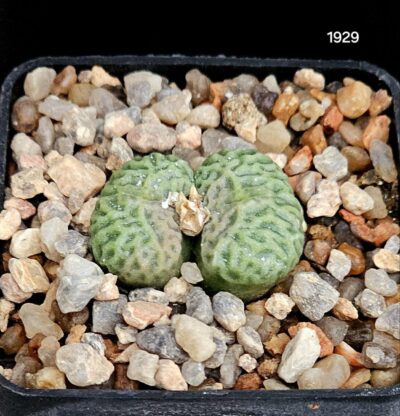 Conophytum angelicae (big form)- Namus Kloof(5x5)- 1929(231)