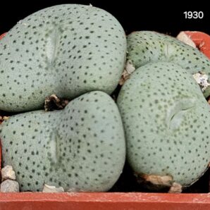 Conophytum jucundum ssp. ruschii `maximum` (4h) - Lav 28330(3x3)-1930(25)