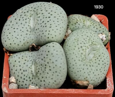 Conophytum jucundum ssp. ruschii `maximum` (4h) - Lav 28330(3x3)-1930(25)