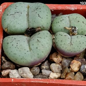 Conophytum obcordellum `giftbergense` (4h.) - SB 623(3x3)-1932(441)