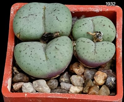 Conophytum obcordellum `giftbergense` (4h.) - SB 623(3x3)-1932(441)