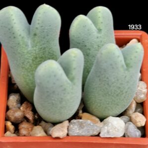 Conophytum blandum (4h) -TS 475(3x3)-1933(111)