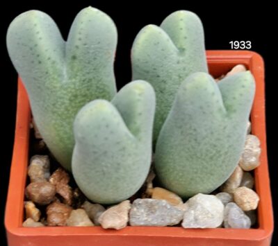 Conophytum blandum (4h) -TS 475(3x3)-1933(111)