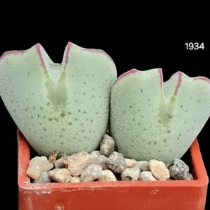 Conophytum bilobum var. muscosipapillatum (clonotype) (2h) - Sandberg, CR(3x3)-1934(471)