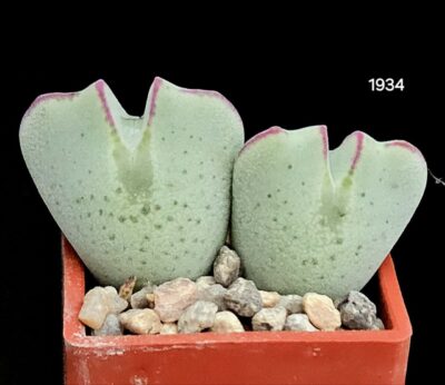 Conophytum bilobum var. muscosipapillatum (clonotype) (2h) - Sandberg, CR(3x3)-1934(471)