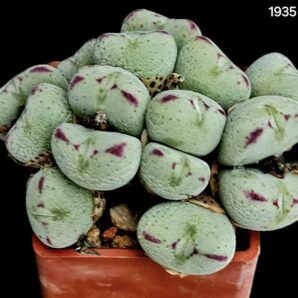 Conophytum meyeri->bilobum `kubusanum` (15h.)- MG(3x3)-1935(495)