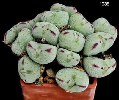 Conophytum meyeri->bilobum `kubusanum` (15h.)- MG(3x3)-1935(495)