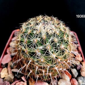Сoryphantha vaupeliana (8x8)-1936B