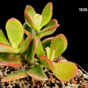 Crassula ovata `Hummel’s Sunset` (6x6)-1938(78)