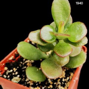 Crassula ovata var. minor `Hime Ougon Kagetsu` (5x5)- 1940(41)