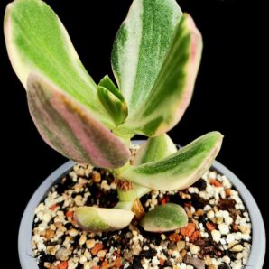 Crassula ovata `Tricolor` (var. obliqua fa. variegata) (D=6)- 1941(77)