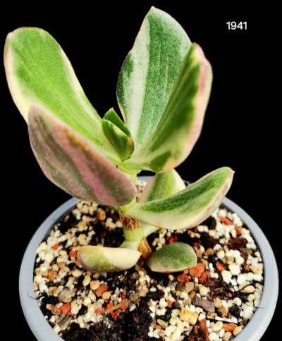 Crassula ovata `Tricolor` (var. obliqua fa. variegata) (D=6)- 1941(77)