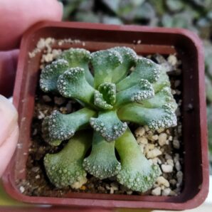 Titanopsis calcarea exMG 1870 | 107