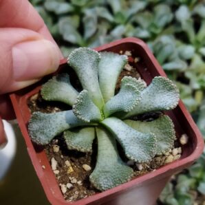 Titanopsis fulleri exMG 1871.1 | 106