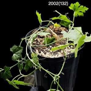 Kedrostis africana (8x8)-2002(132)