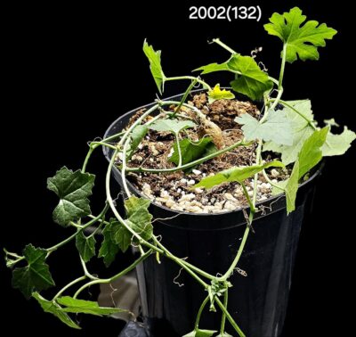 Kedrostis africana (8x8)-2002(132)
