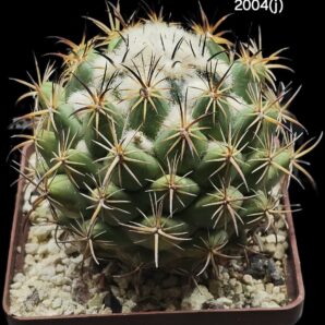 Coryphantha calipensis -SB 1390, MG 87.6(8x8)- 2004(j)