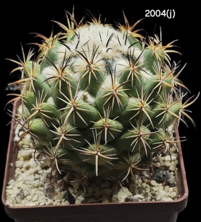 Coryphantha calipensis -SB 1390, MG 87.6(8x8)- 2004(j)