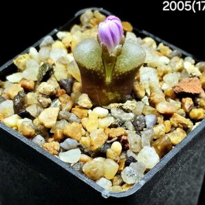 Conophytum praesectum -MG 1802(5x5)-2005(171)