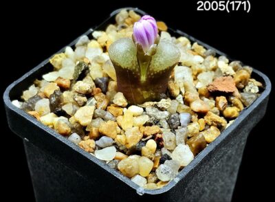 Conophytum praesectum -MG 1802(5x5)-2005(171)