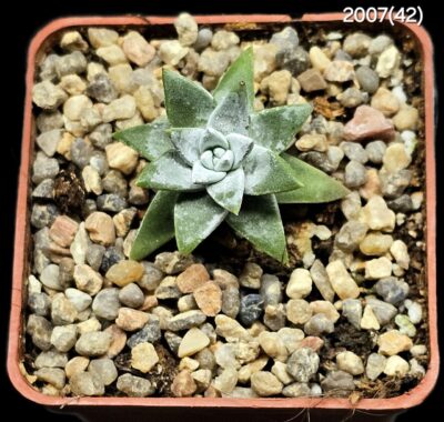Dudleya gnoma (5x5)-2007(42) - Зображення 2