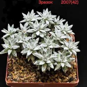 Dudleya gnoma (5x5)-2007(42)