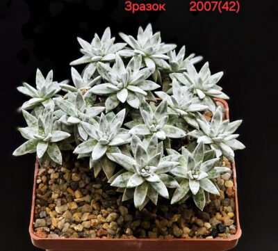 Dudleya gnoma (5x5)-2007(42)