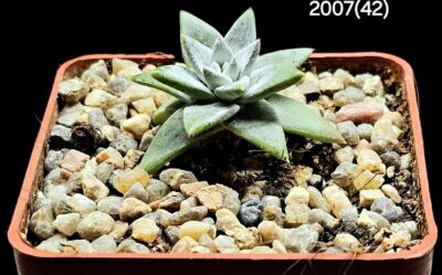 Dudleya gnoma (5x5)-2007(42) - Зображення 3