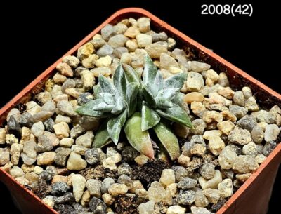 Dudleya gnoma (2h)(5x5)-2008(42) - Зображення 2