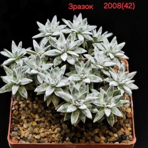 Dudleya gnoma (2h)(5x5)-2008(42)