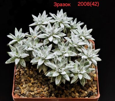 Dudleya gnoma (2h)(5x5)-2008(42)