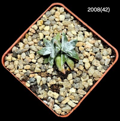 Dudleya gnoma (2h)(5x5)-2008(42) - Зображення 3